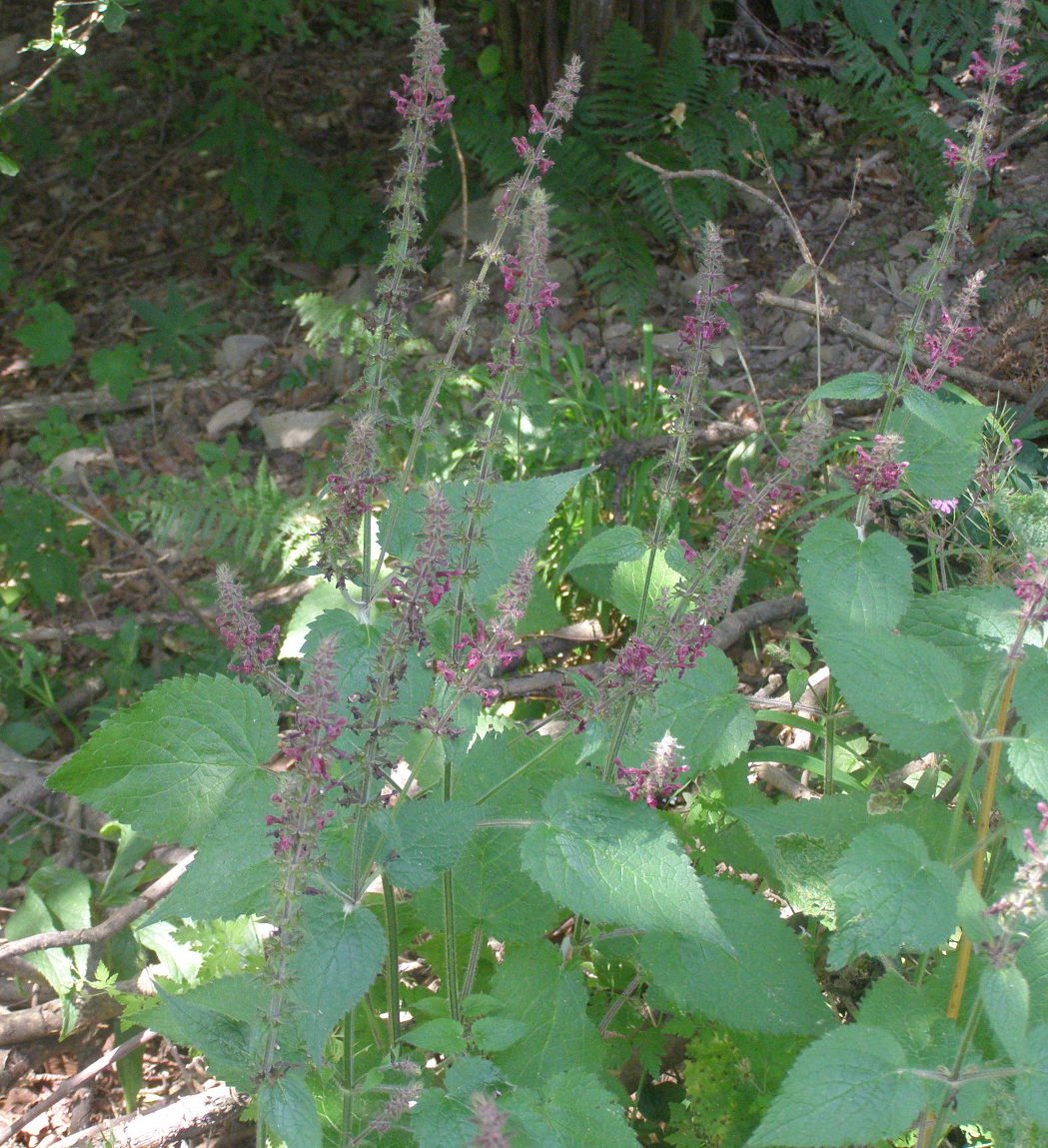 Stachys sylvatica